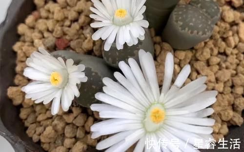 阳台上|怎么养多肉，才能与众不同，叶子水灵灵、红彤彤？