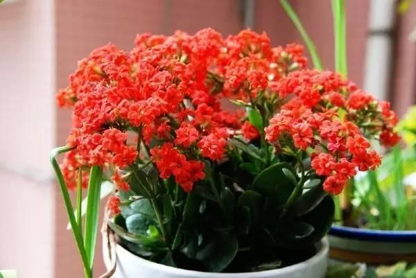 学会这4点,轻轻松松养好你的长寿花,花疯长花苞花期长