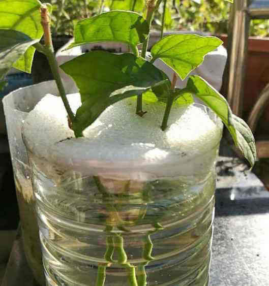 自制|扦插栀子、茉莉，使用垃圾自制“生根器”，7天冒白根，忒好养