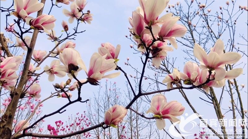 春漫宜宾 花开酒都