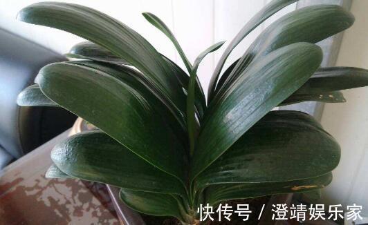 君子兰的“叶片”，别随便剪，否则一年都不会有花开，长不旺