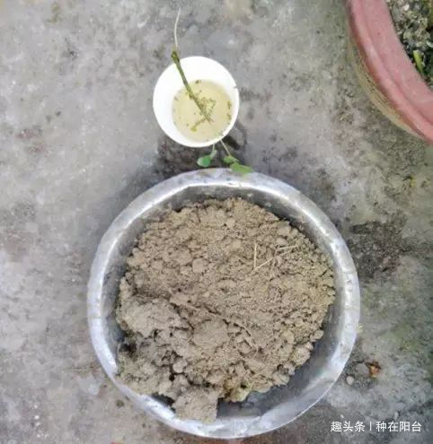 零成本将90地球植物种在阳台上 ,台长教你水陆两栖扦插法