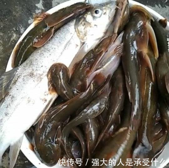 种激流里|长江源头,绝壁里流出泉水,里面有种野鱼,上千一斤!