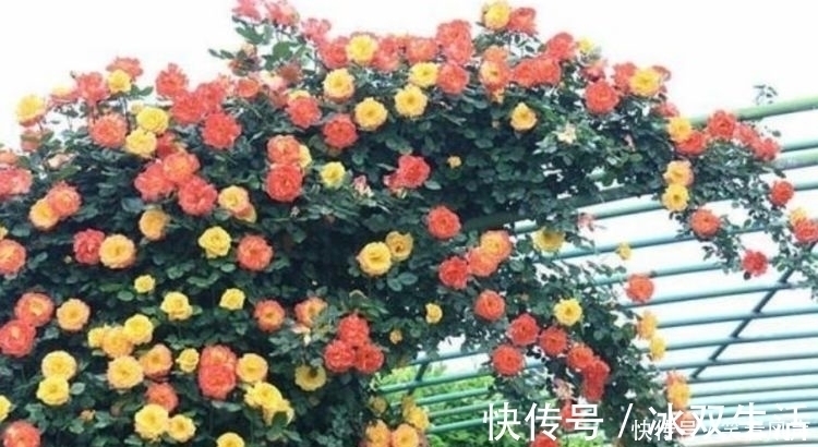 花盆|最有仙气的4种花,迷人的花朵,开满整个花盆,美不胜收