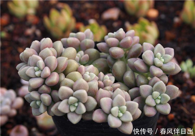 养这3种多肉赚大了,它们最喜欢爆盆,挂着养更是成串生长
