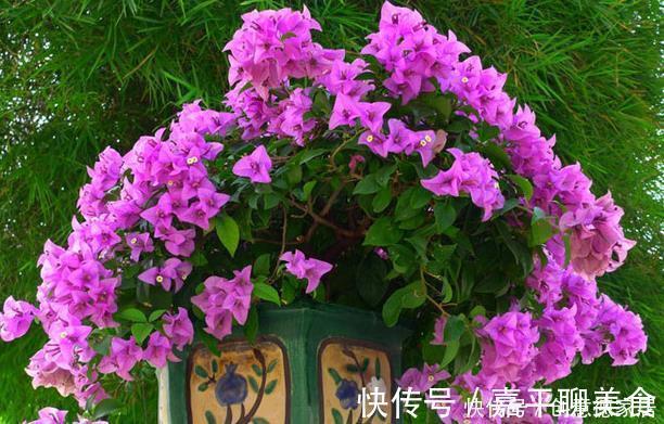新手养护花卉，就养花开满枝、红彤彤的花卉，比叶子还多！