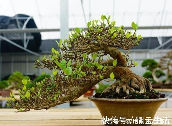 花草|富贵人家爱摆“6种花”，不仅外形美，还越养越值钱，再贵也要买！