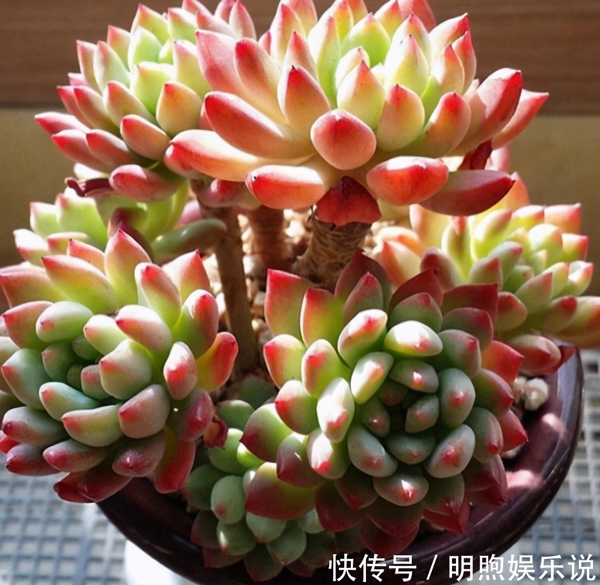 看到多肉叶子发蔫发软，经验丰富的老花匠一般不会急着浇水