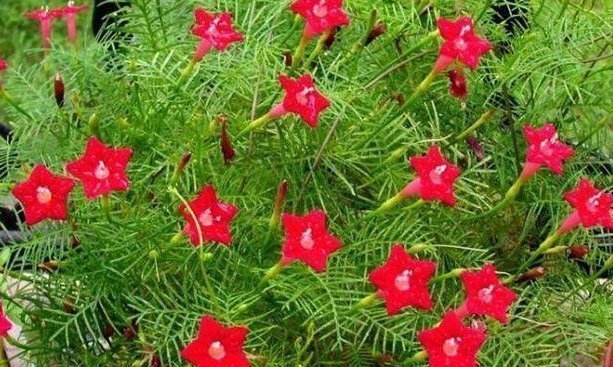 不想养吊兰绿萝了那就养这4种花,花开如海,一年能开300多天