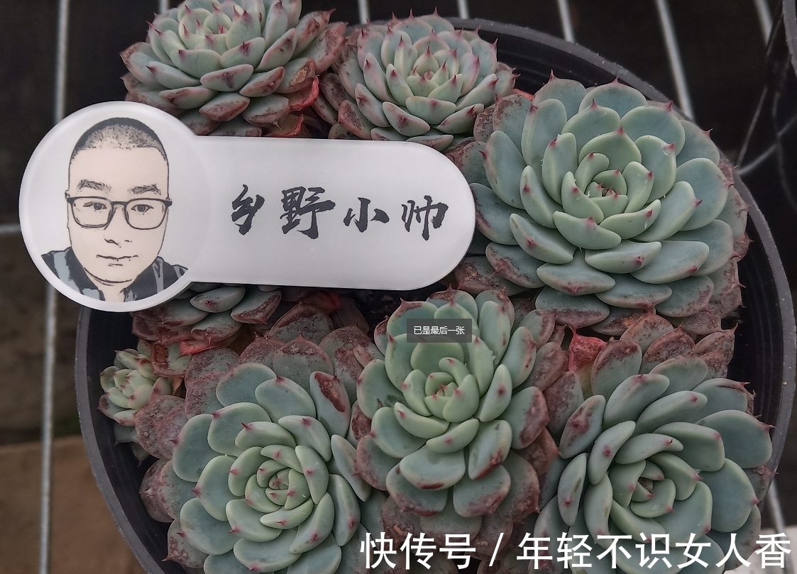 多肉“浸盆式”浇水的利与弊,你知道吗?赶紧来看一下吧