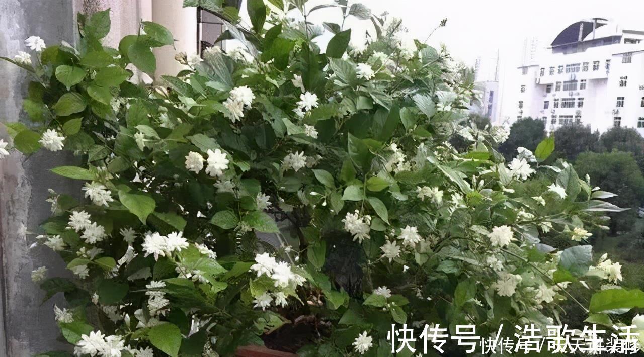 夏天|5种花，夏天要“狠修剪”，剪的越多，花枝越多，好度夏