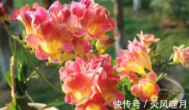 月季花|聪明人都养“5种花”，花开娇艳美不胜收，一年四季都赏花