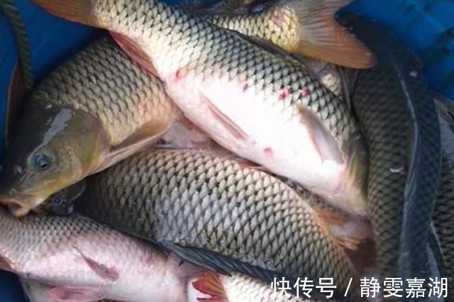 玉米糁|自制酒米鱼不吃不是鱼“挑食”,问题出在这些地方