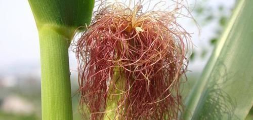 黄芪和它“天作之合”,泡水喝一喝,祛湿排寒,帮你的肝肾大扫除