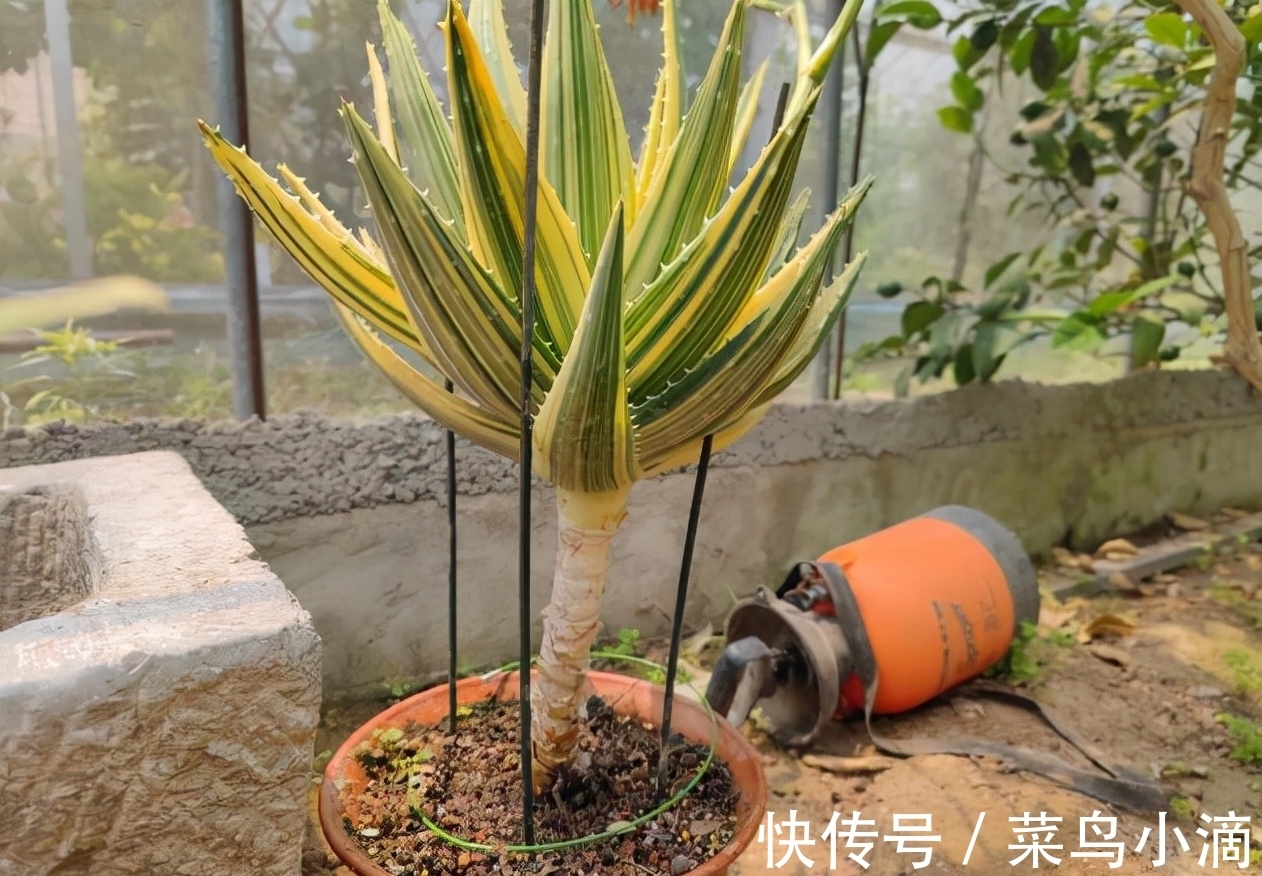 九种“皮实花”,多晒少管长得好,养成老桩更高档,绿萝没上榜