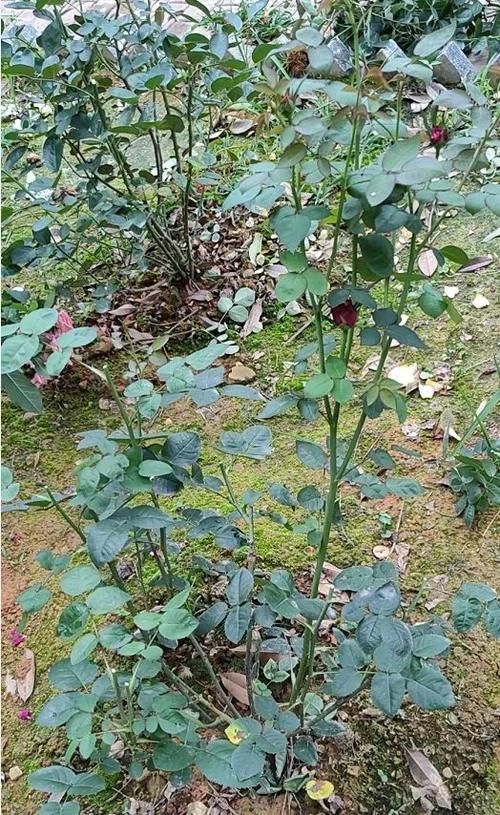 月季花老枝花朵已经开败,笋芽还全是花苞,该如何修剪?