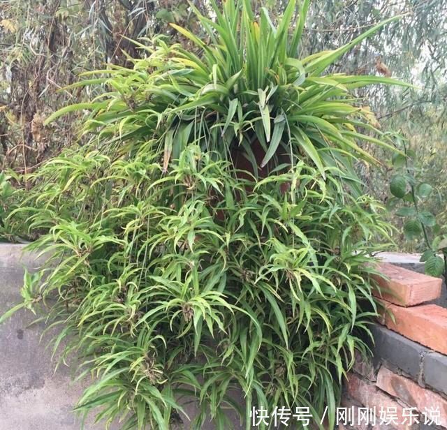 吊兰|吊兰养出新花样,垂藤多如麻,如天女散花,还能养成独杆老桩子
