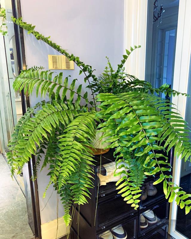 16种耐阴花,就算阳光不足,也能年年生长、开花