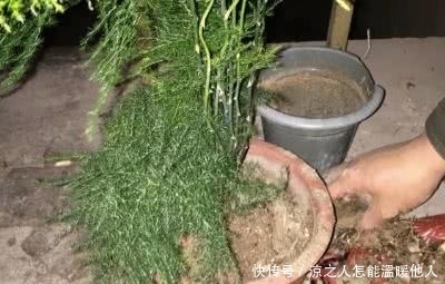 养花必须要经常做的事情,花卉才会茁壮成长!想要养花的朋友进来