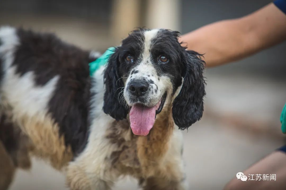 新闻360|1岁时搜救出13条生命！汶川地震救援最后一只搜救犬冰洁走了