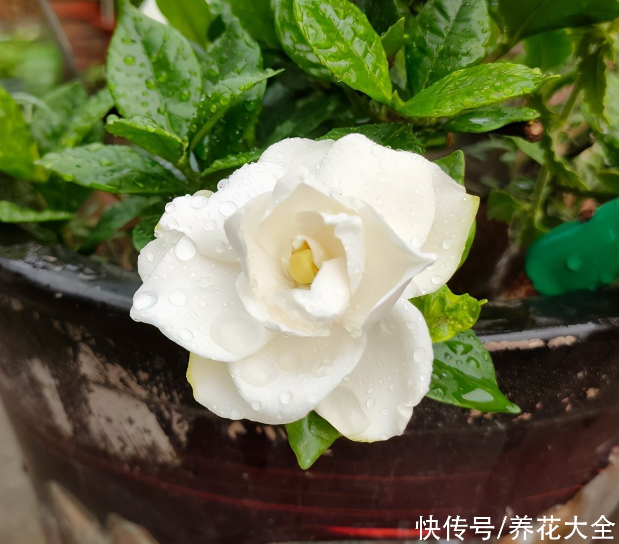 腐烂根|公认的“必死花”，买过N次，实在是太难养了