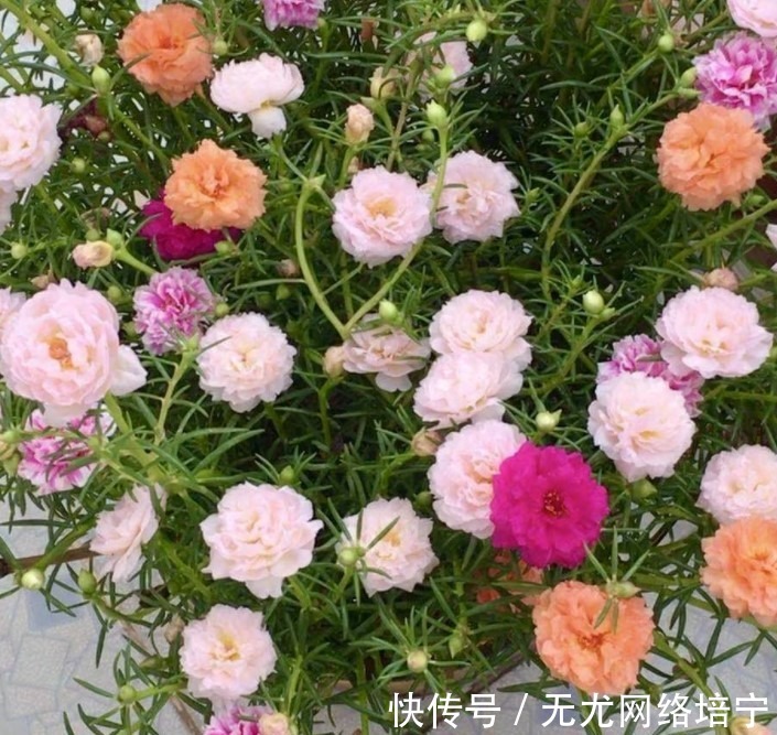 花卉|总觉得家里植物开花太少，可以试试这些花，开花量非常大