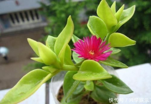 花长得挺好,家里没菜了,摘盘叶子炒着吃,薅秃了接着长