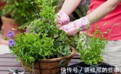 番茄|小苏打也能用来养花，效果那叫一个杠杠的好