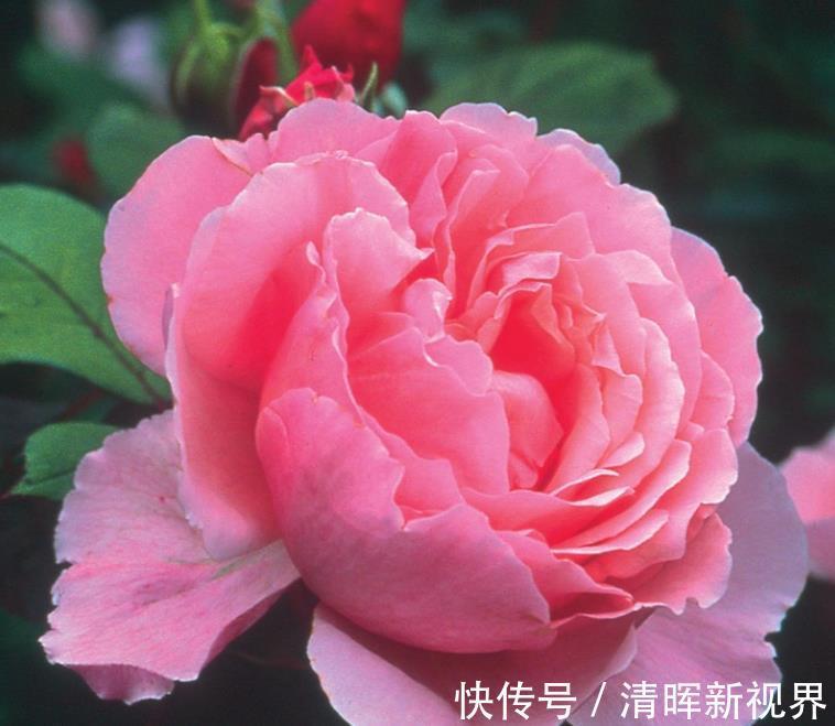 喜欢菊花，不如养盆红十八学士，有傲梅风骨，高贵优雅，美