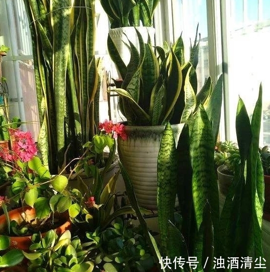进入1月，给家里养“3种花”，寓意好、空气清新，越养越喜欢