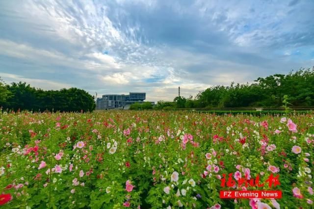 硫华菊|太美了！福州这个公园要刷屏