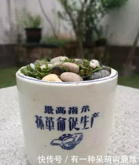 邻居捡破烂养花，全家都反对，栽上花后都笑了！