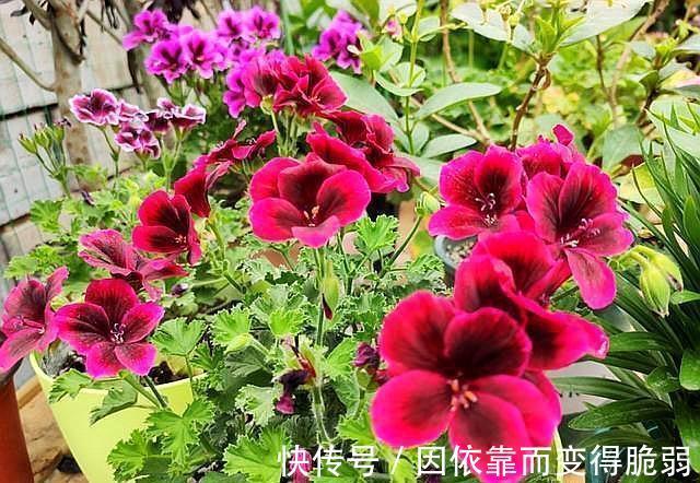 家庭养花,那就选此6种,好养易管理,你也能变养花高手