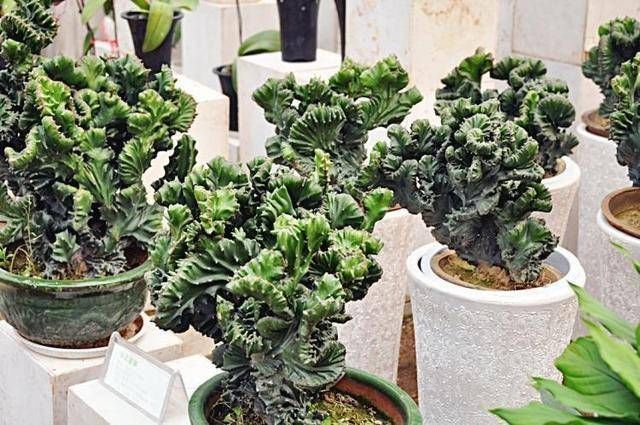 寓意|聪明人养这2种盆景,样子不招喜欢,寓意却极好,净化空气效果好