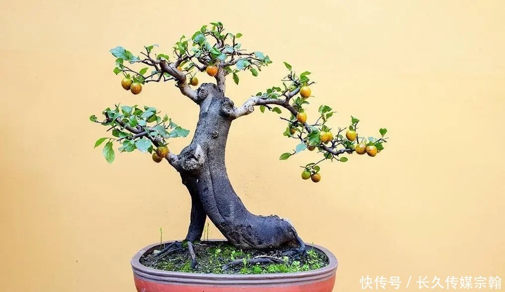 用普通花草树木来“练手”,经蟠扎,立马显现盆景造型的魅力!