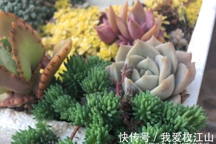 用泡沫箱来养多肉老桩?只要我们把细节做好,同样可以养出状态来