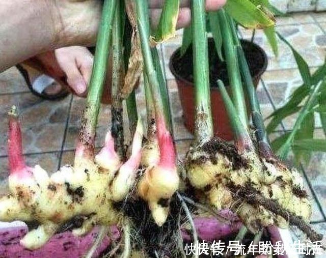 花盆|1块生姜放盆里,长出一片姜,只用了1个方法,2年都吃不完