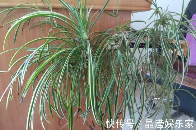 吊兰怎么养才能更佳旺盛,花友们值得一看