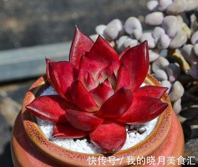 叶片|6种东云系多肉,皮实好养还漂亮,叶片肥厚霸气侧漏,值得拥有