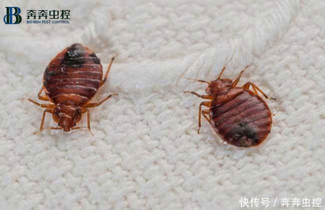 妙招|消灭臭虫小妙招