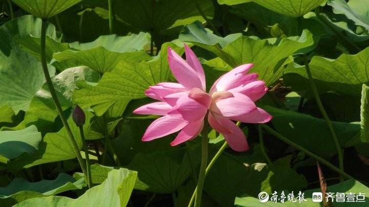 雨荷厅|并蒂莲开花“出圈”！接连上热搜，济南市民跟拍六天记录生长过程