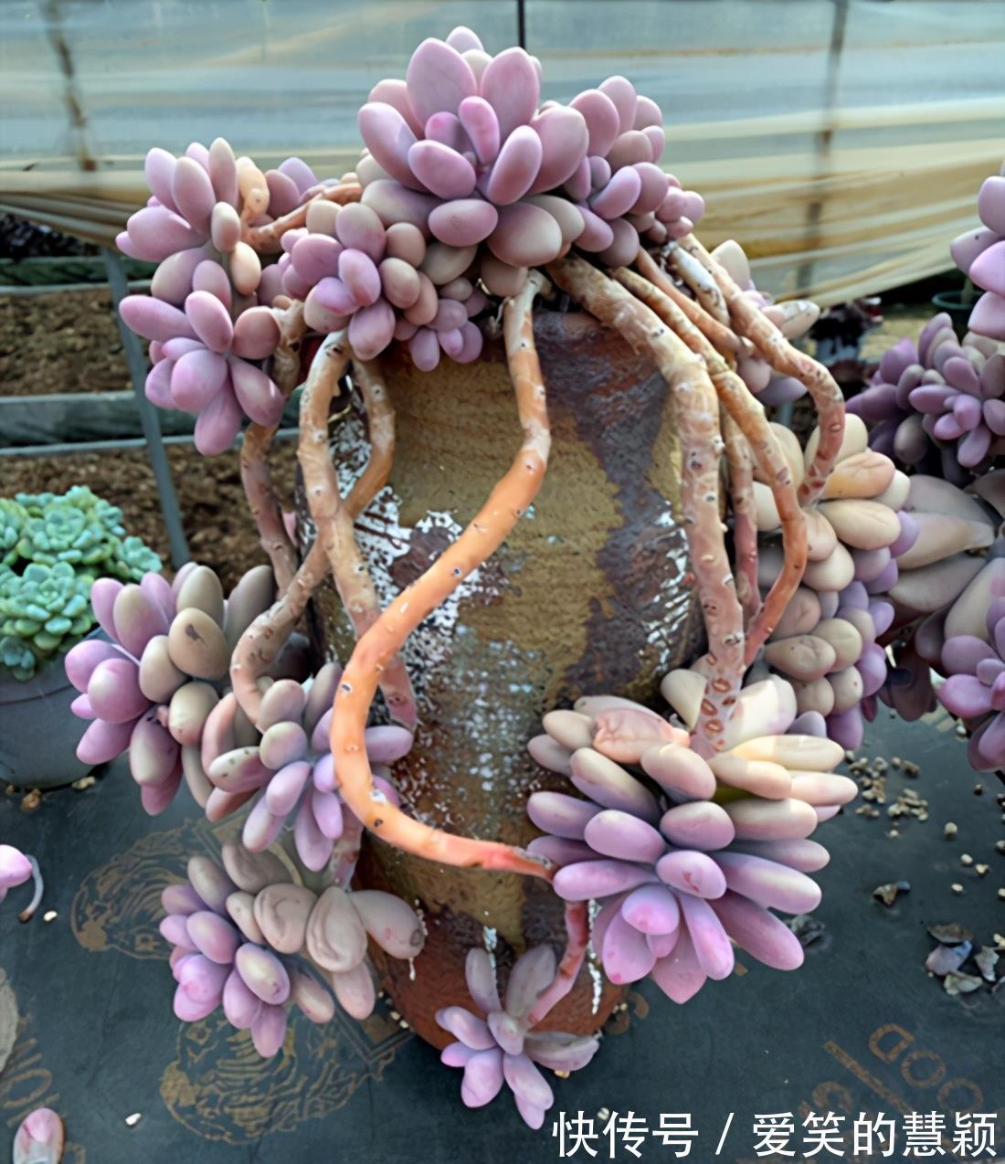 小花|多肉桃蛋培育成老桩,如何又好又快