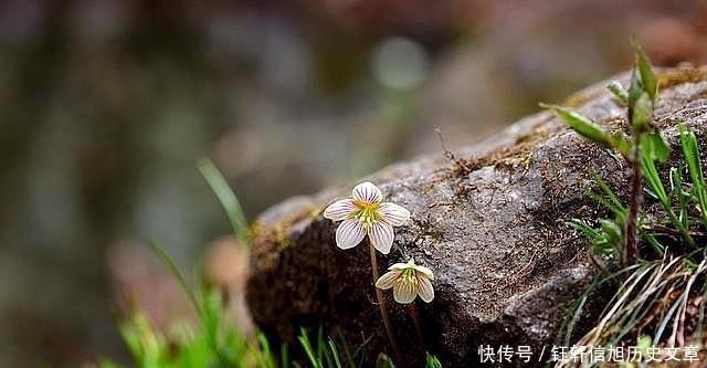 王弗|苏轼最凄美的一首词，全词无一个“悲”字，却悲得荡气回肠