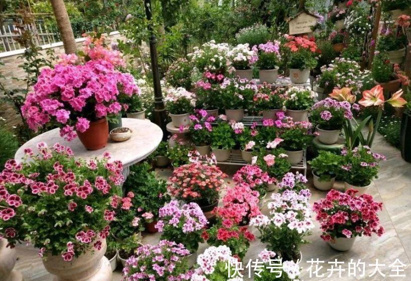 花卉|新手去花市买花,3种花再喜欢也要避开,养不好浪费钱白费力