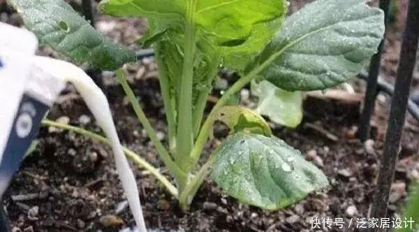 这种水,被称之为“养花夺命水”,浇1盆死1盆,你还在用吗?