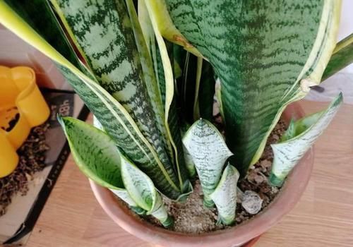 7种“漂亮花”，公认的好养，颜值高很精致，一个月不浇水也没事