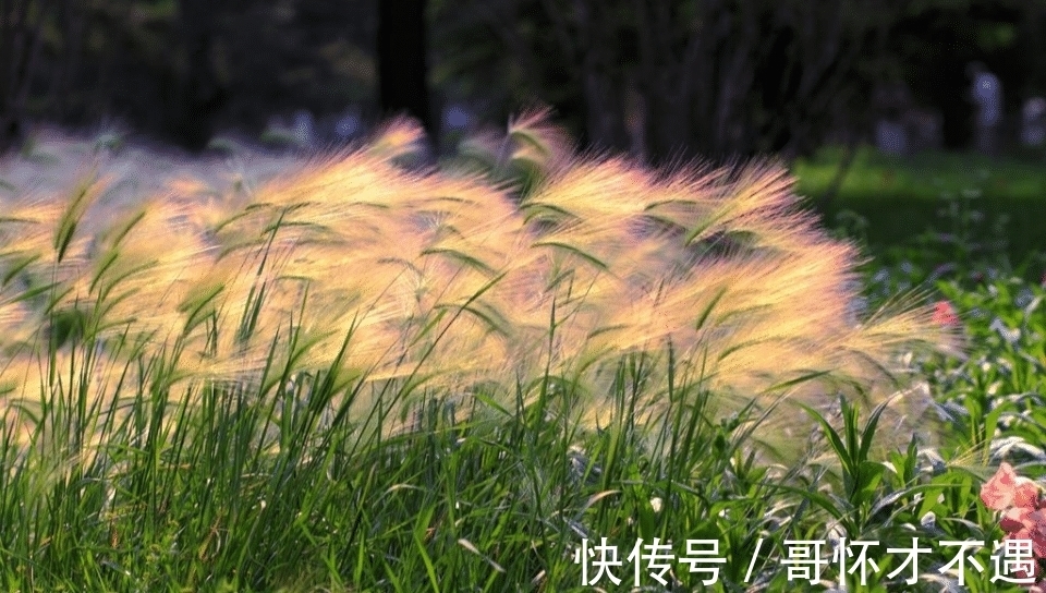 香菱@读了这么多年“离离原上草”,“离离”是什么意思?很多人还不知