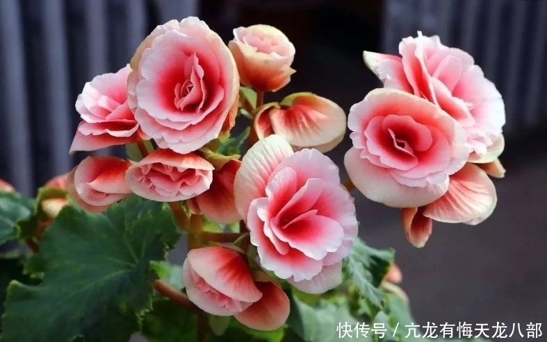 秋海棠属|此花是国际十大盆花之一，曾在美国非常是欢迎，象征着慈祥的老人