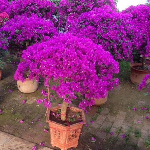 想让三角梅开满盆，这“4点”一定要做好，开花不断