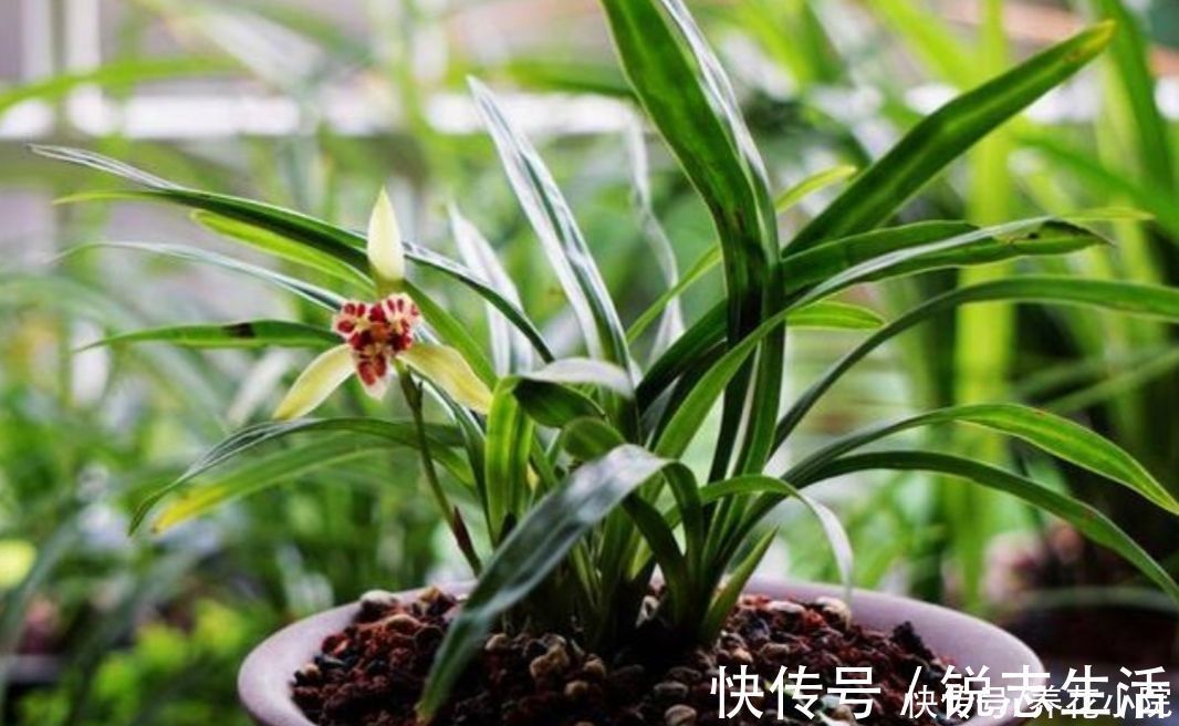 植株|夏天太热，家中养兰花有“4不做”，现在知道还不晚